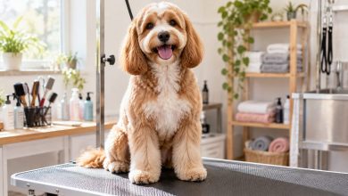 Freshly groomed fluffy dog sitting on a grooming table in a bright salon